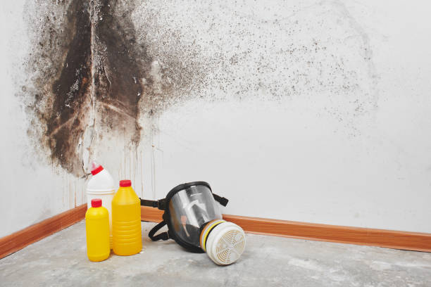 Best Best Mold Removal Companies  in Louise, TX