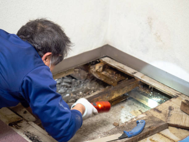 Best Water Damage Restoration  in Louise, TX