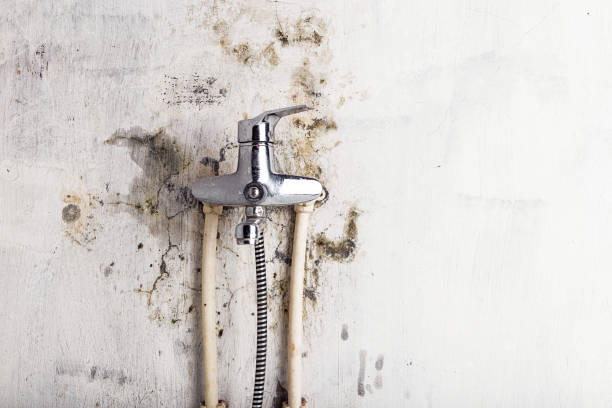 Best Certified Mold Removal  in Louise, TX