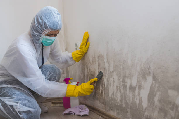 Best Home Mold Removal  in Louise, TX