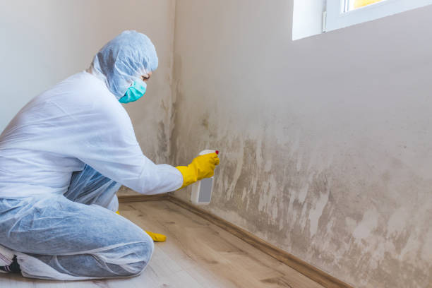 Mold Removal and Inspection in Louise, TX