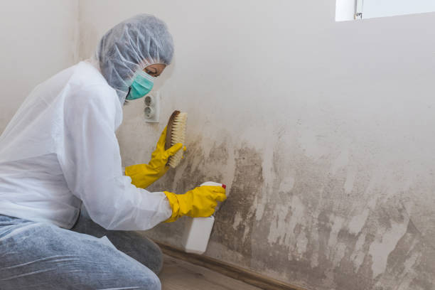 Best Professional Mold Removal  in Louise, TX