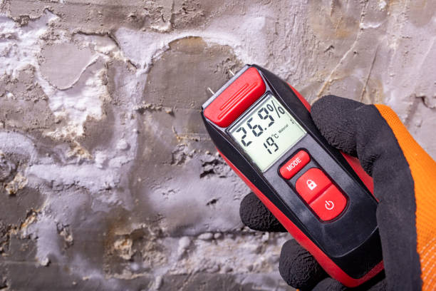 Best Fast Mold Removal  in Louise, TX