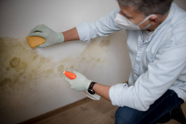 Best Black Mold Removal  in Louise, TX