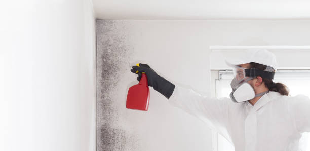 Best Fast Mold Removal  in Louise, TX