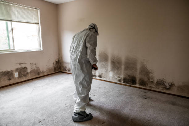 Professional Mold Removal in Louise, TX