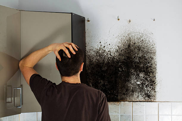 Best Same-Day Mold Removal  in Louise, TX