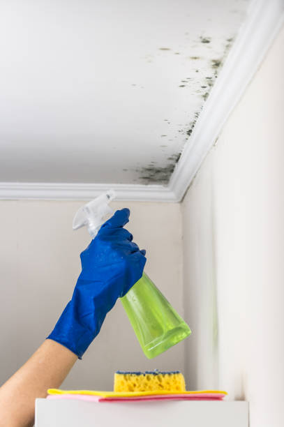 Best Office Mold Removal Services  in Louise, TX